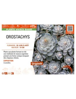 OROSTACHYS