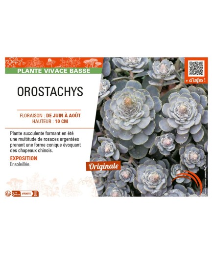 OROSTACHYS