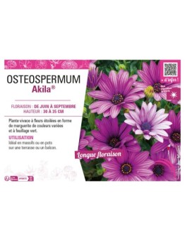 OSTEOSPERMUM AKILA®