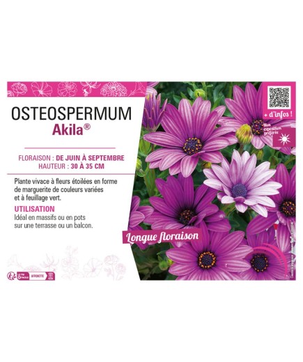 OSTEOSPERMUM AKILA®