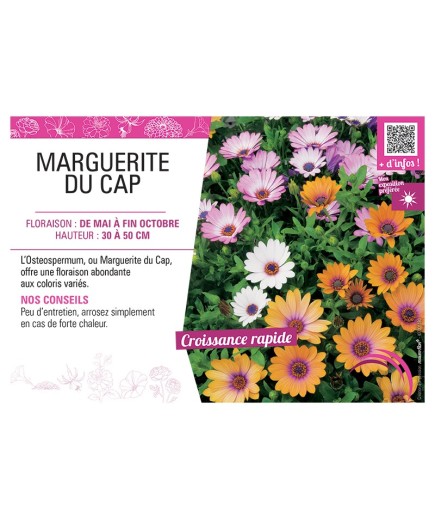 OSTEOSPERMUM voir MARGUERITE DU CAP (varié)