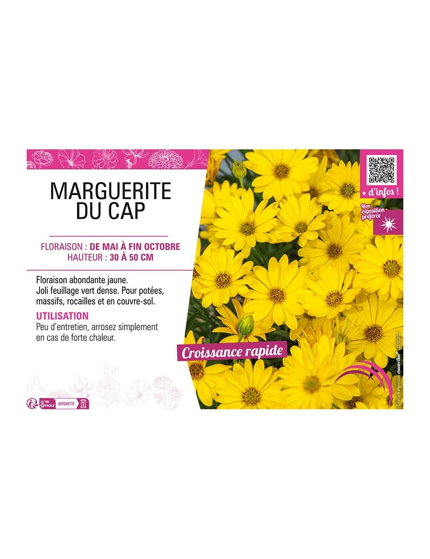 OSTEOSPERMUM voir MARGUERITE DU CAP (jaune)