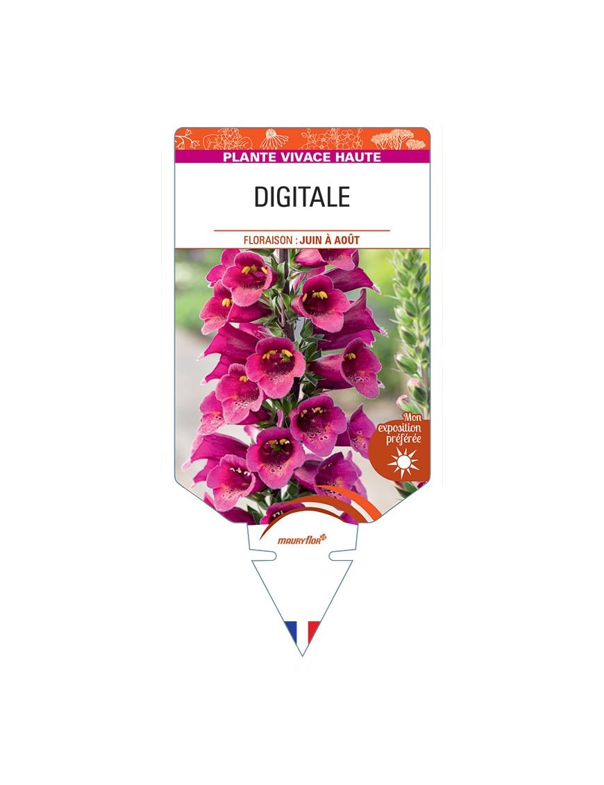 DIGITALIS PURPUREA (rouge)