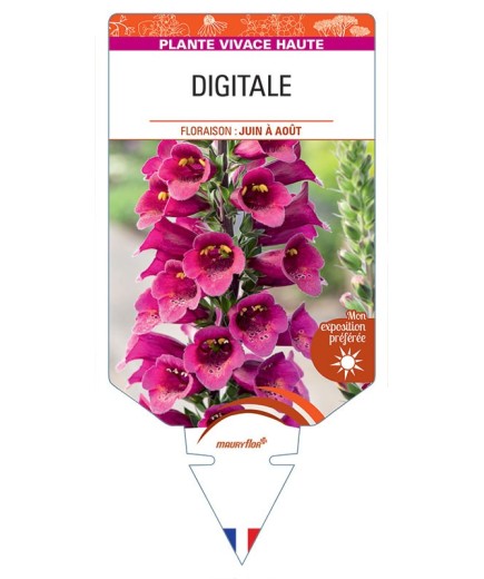 DIGITALIS PURPUREA (rouge)