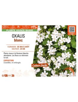 OXALIS (ARTICULATA) BLANC