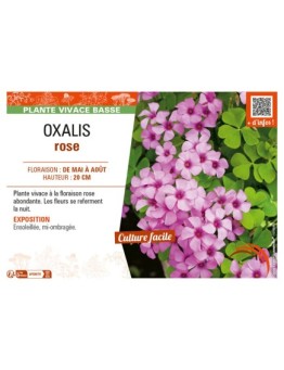 OXALIS (ARTICULATA) ROSE