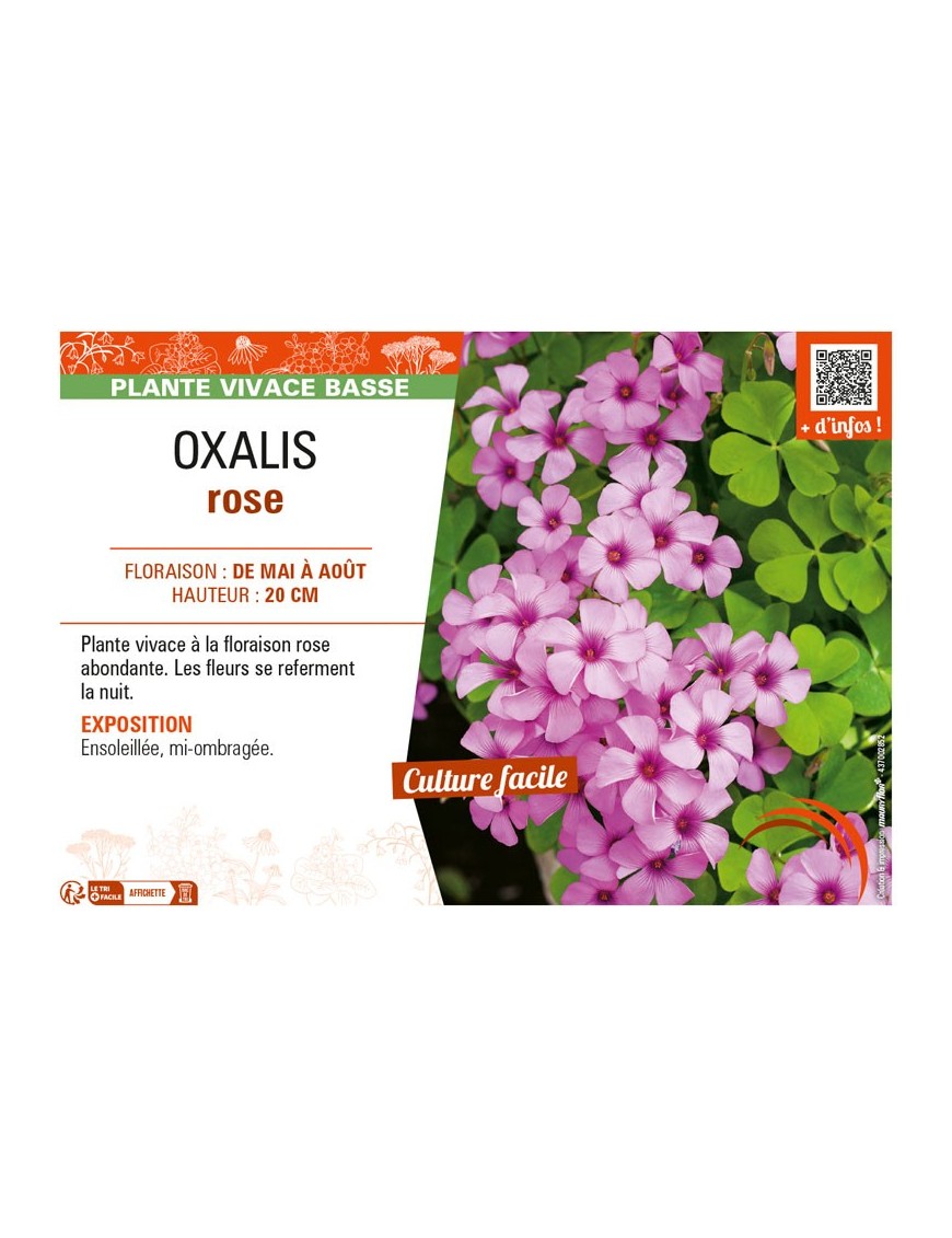 OXALIS (ARTICULATA) ROSE