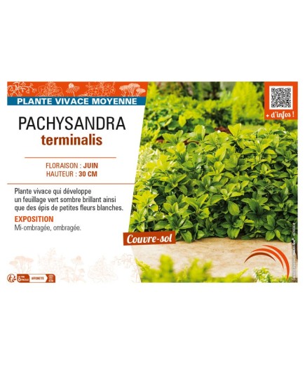 PACHYSANDRA terminalis