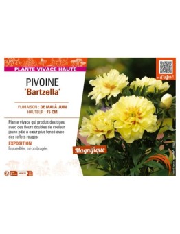 PAEONIA itoh Bartzella voir PIVOINE