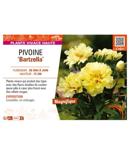 PAEONIA itoh Bartzella voir PIVOINE