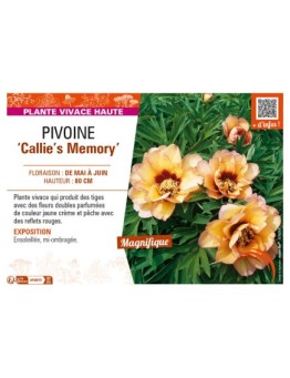PAEONIA itoh Callie's Memory voir PIVOINE