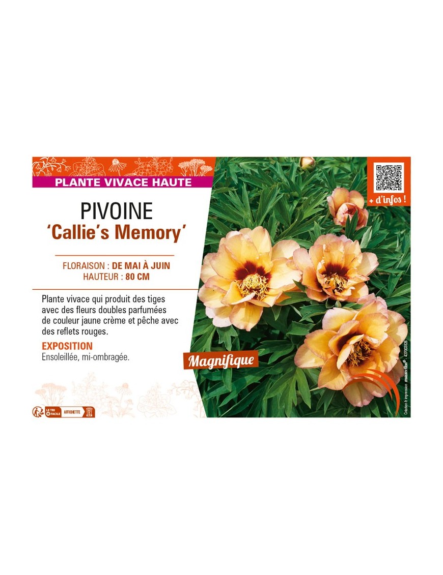 PAEONIA itoh Callie's Memory voir PIVOINE