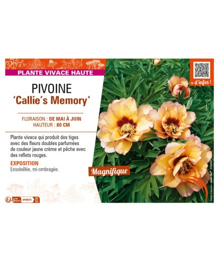 PAEONIA itoh Callie's Memory voir PIVOINE
