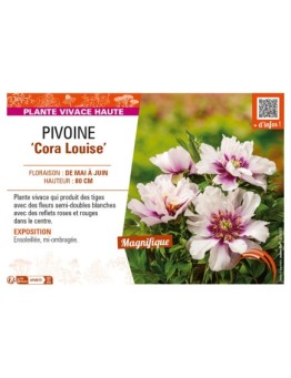 PAEONIA itoh Cora Louise voir PIVOINE