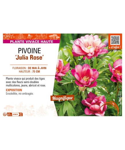 PAEONIA itoh Julia Rose voir PIVOINE