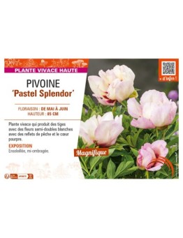 PAEONIA itoh Pastel Splendor voir PIVOINE