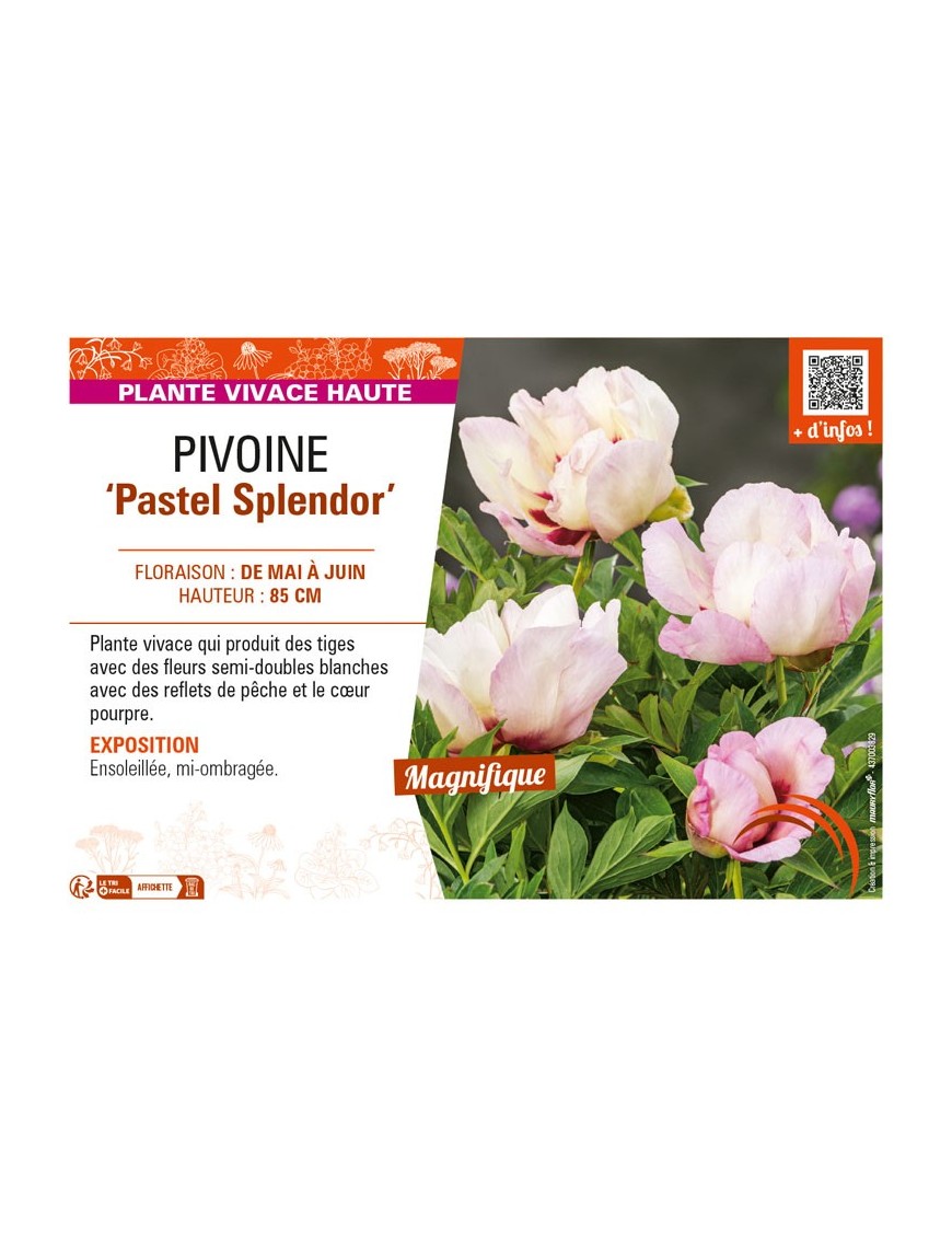 PAEONIA itoh Pastel Splendor voir PIVOINE