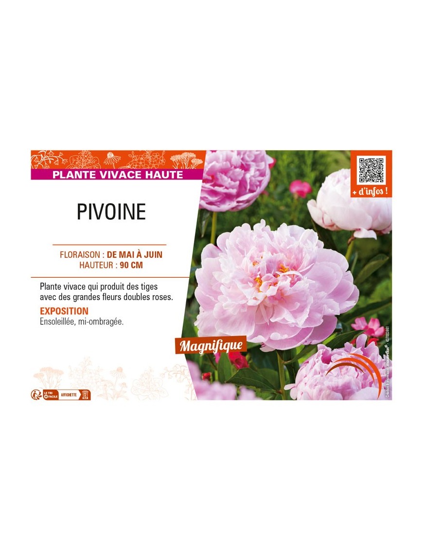 PAEONIA lactiflora (double rose)