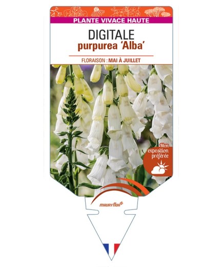 DIGITALIS purpurea Alba
