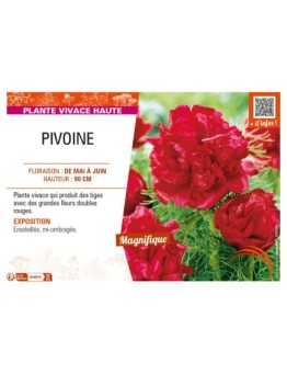 PAEONIA lactiflora (double rouge)