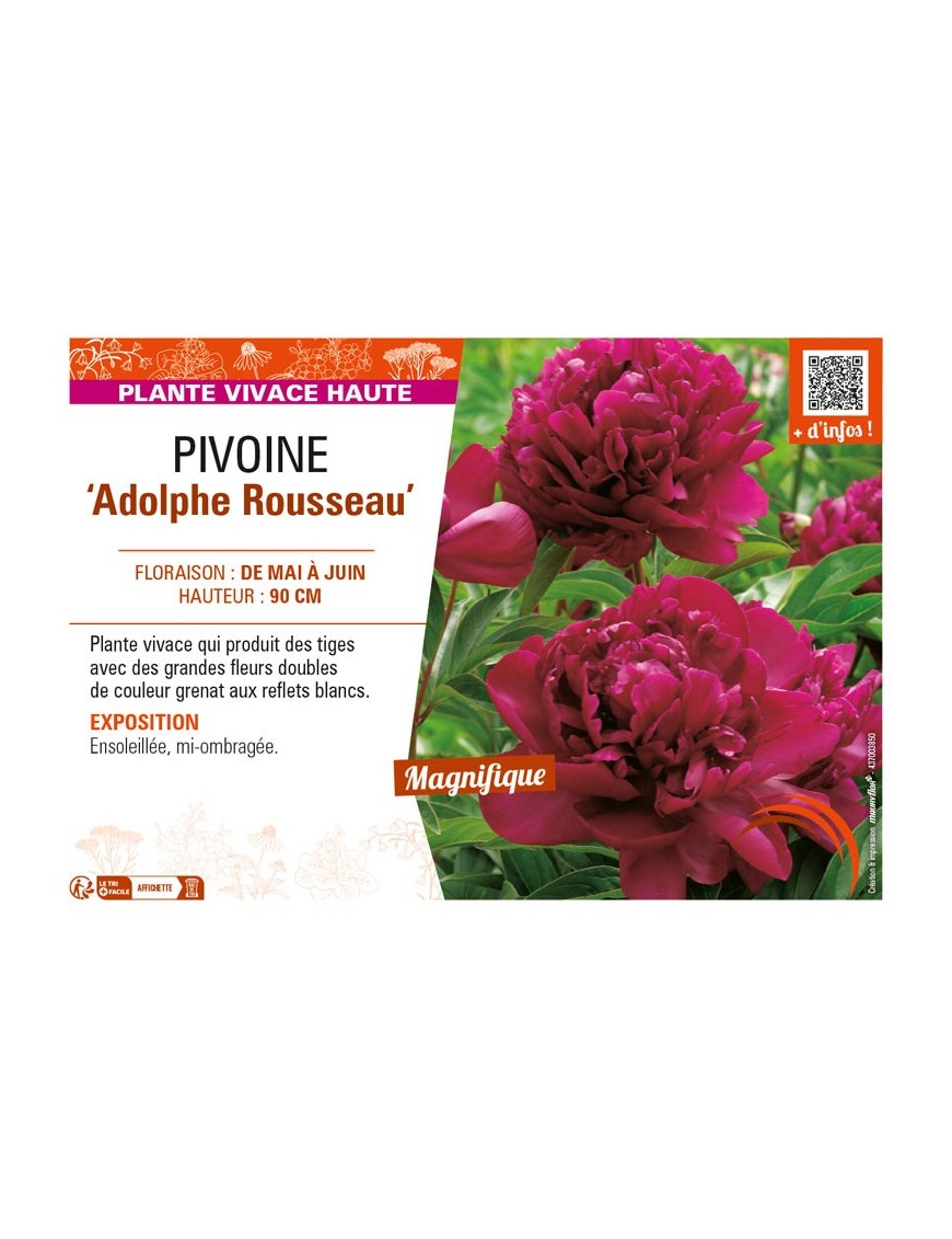 PAEONIA lactiflora Adolphe Rousseau voir PIVOINE
