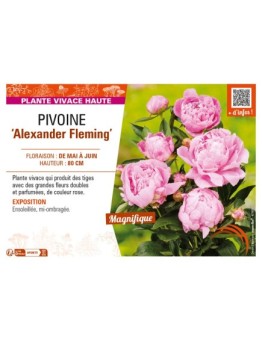 PAEONIA lactiflora Alexander Fleming voir PIVOINE