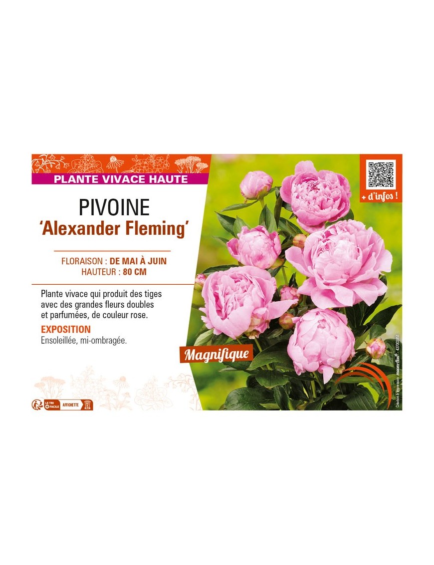 PAEONIA lactiflora Alexander Fleming voir PIVOINE