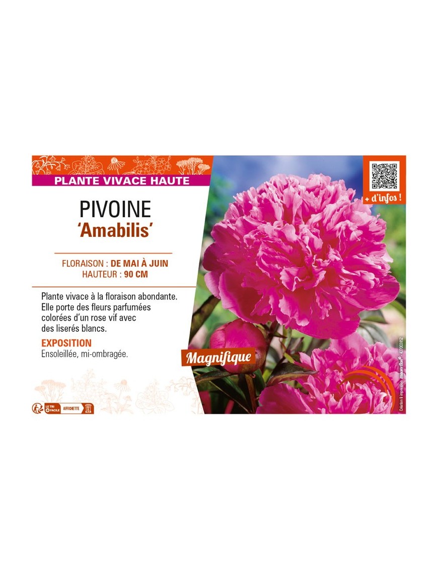 PAEONIA lactiflora Amabilis voir PIVOINE