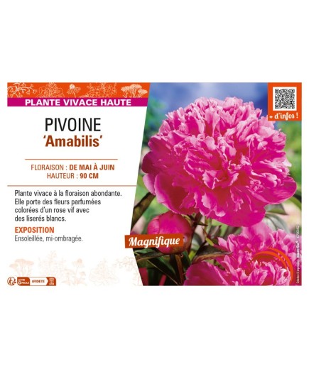 PAEONIA lactiflora Amabilis voir PIVOINE