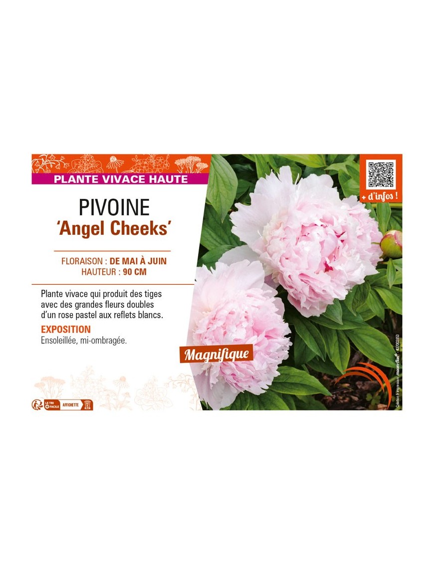 PAEONIA lactiflora Angel Cheeks voir PIVOINE