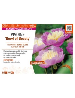 PAEONIA lactiflora Bowl of Beauty voir PIVOINE