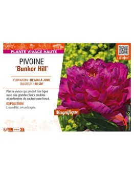 PAEONIA lactiflora Bunker Hill voir PIVOINE