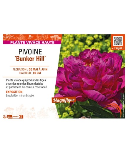 PAEONIA lactiflora Bunker Hill voir PIVOINE