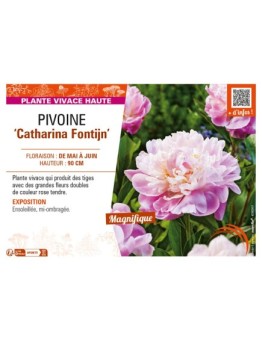 PAEONIA lactiflora Catharina Fontijn voir PIVOINE