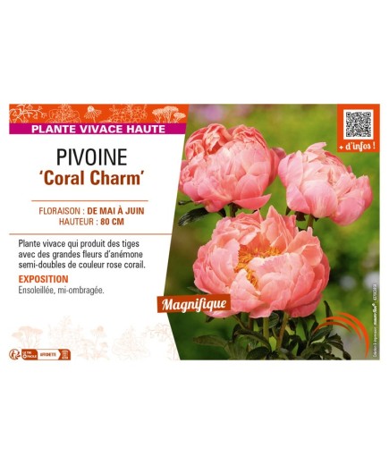 PAEONIA lactiflora Coral Charm voir PIVOINE