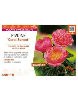 PAEONIA lactiflora Coral Sunset voir PIVOINE