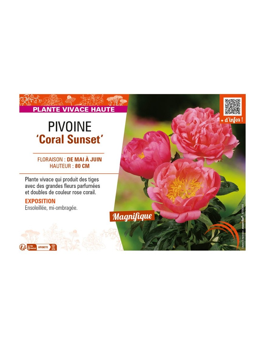 PAEONIA lactiflora Coral Sunset voir PIVOINE