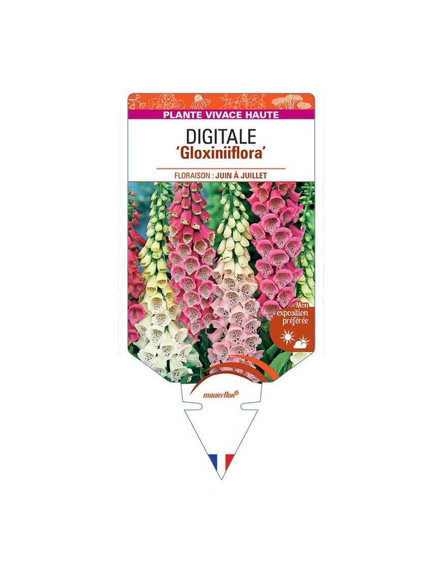 DIGITALIS PURPUREA GLOXINIIFLORA