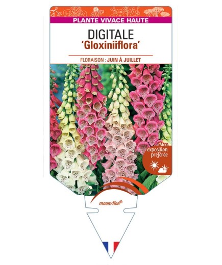 DIGITALIS PURPUREA GLOXINIIFLORA