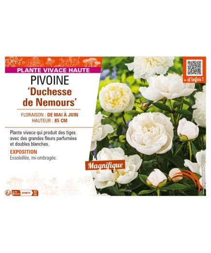 PAEONIA lactiflora Duchesse de Nemours voir PIVOINE