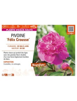 PAEONIA lactiflora Félix Crousse voir PIVOINE