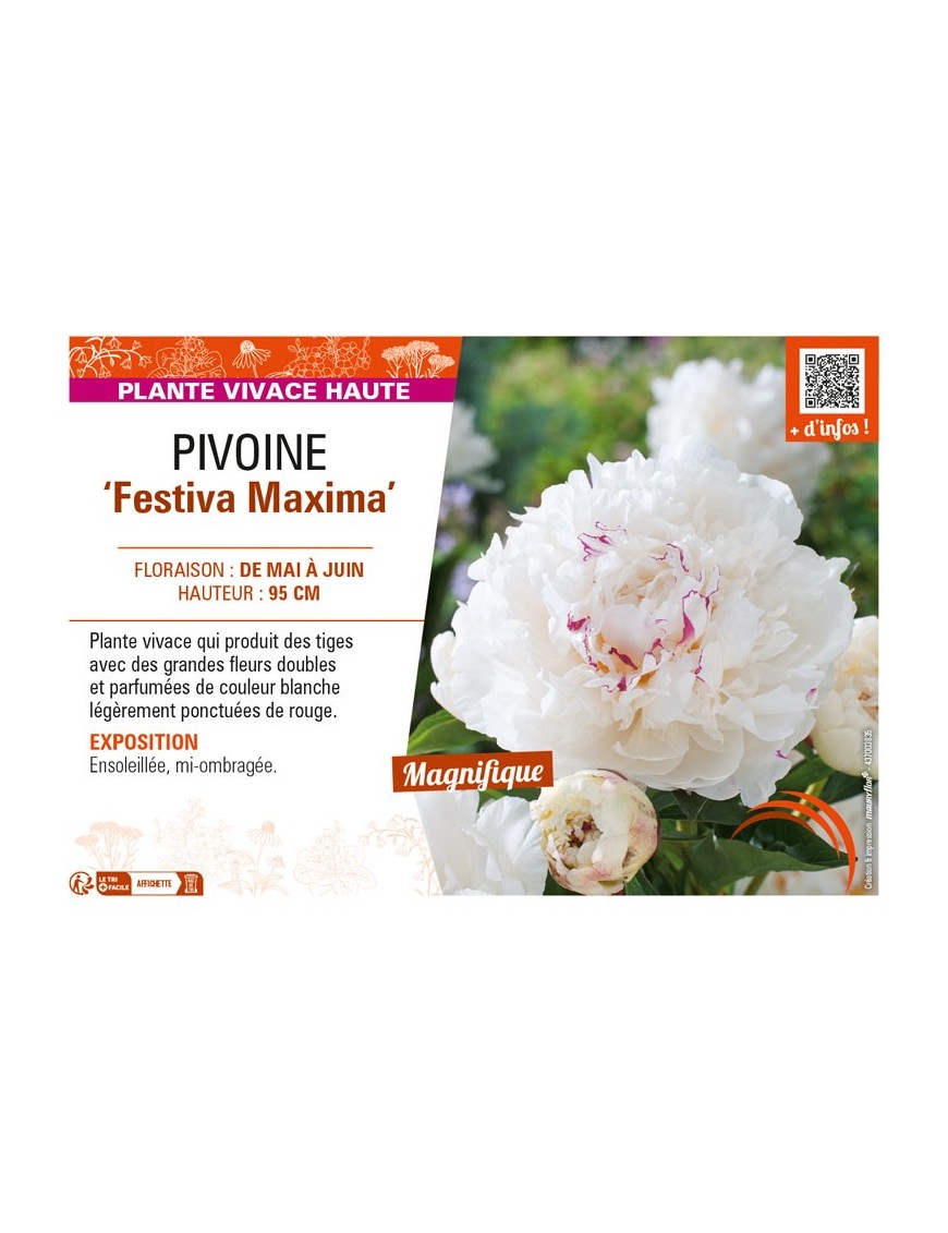 PAEONIA lactiflora Festiva Maxima voir PIVOINE