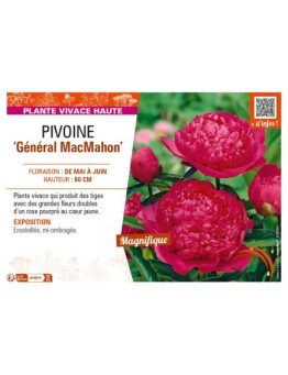 PAEONIA lactiflora Général MacMahon voir PIVOINE