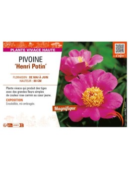 PAEONIA lactiflora Henri Potin voir PIVOINE