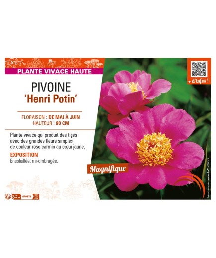 PAEONIA lactiflora Henri Potin voir PIVOINE