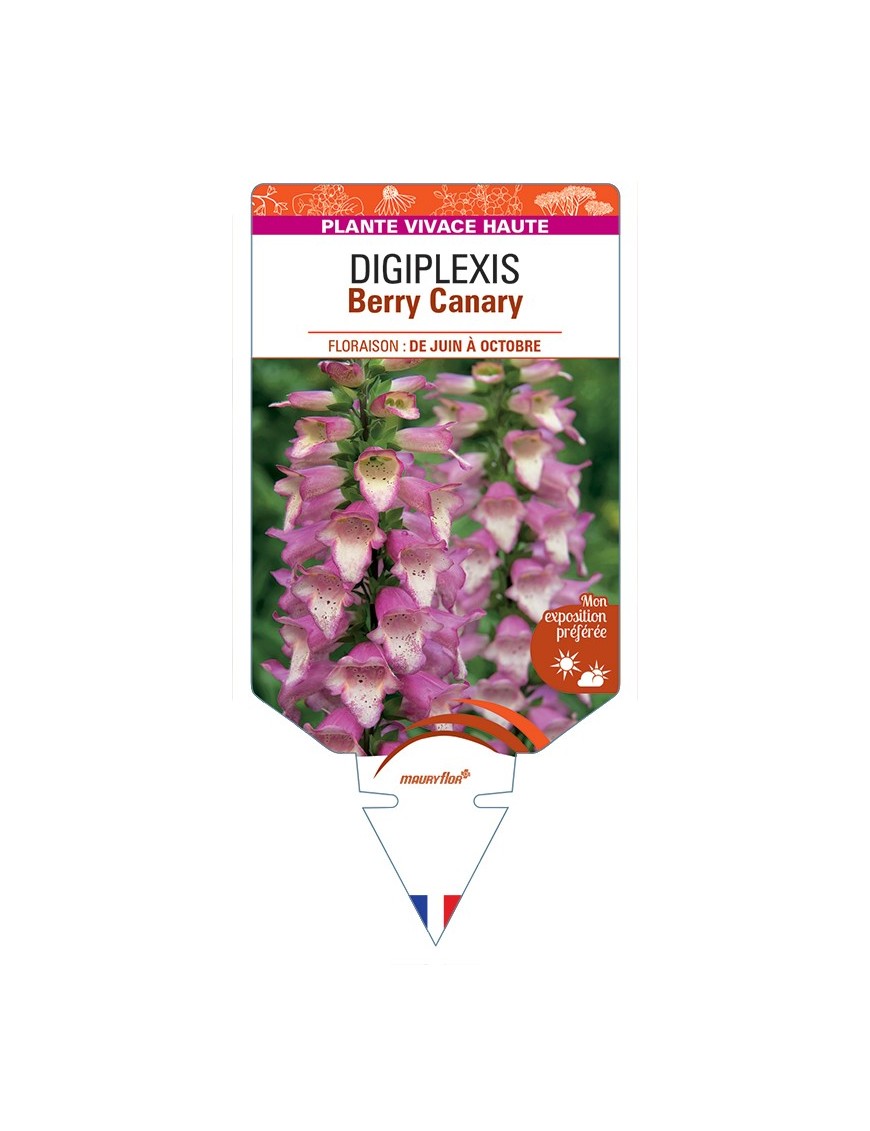 DIGITALIS x valinii Berry Canary voir DIGIPLEXIS