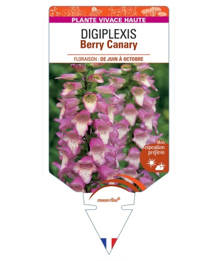 DIGITALIS x valinii Berry Canary voir DIGIPLEXIS
