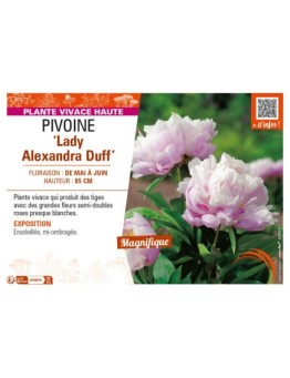 PAEONIA lactiflora Lady Alexandra Duff voir PIVOINE