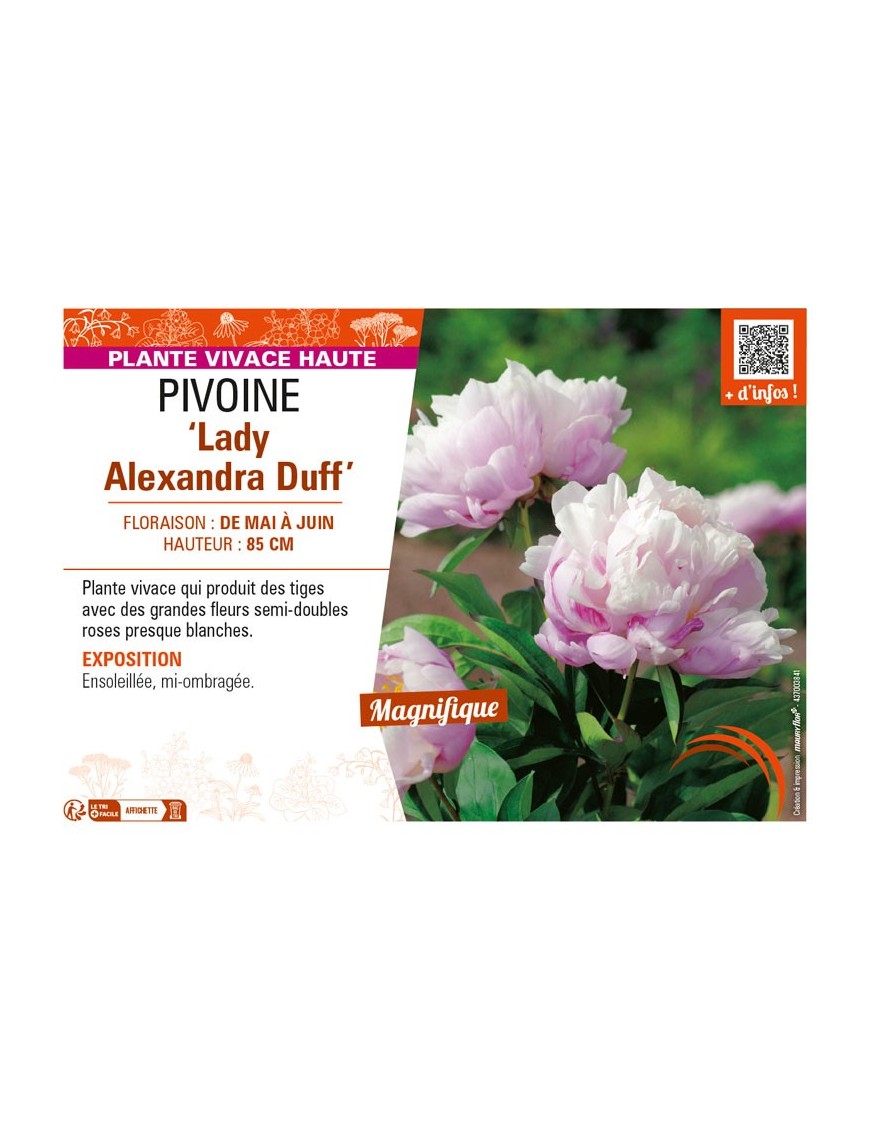 PAEONIA lactiflora Lady Alexandra Duff voir PIVOINE