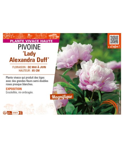 PAEONIA lactiflora Lady Alexandra Duff voir PIVOINE
